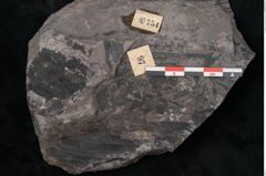 Foto (Detailansicht) von Noeggerathia palmaeformis Goeppert (NHMW-GEO-2024-0188-10754)
